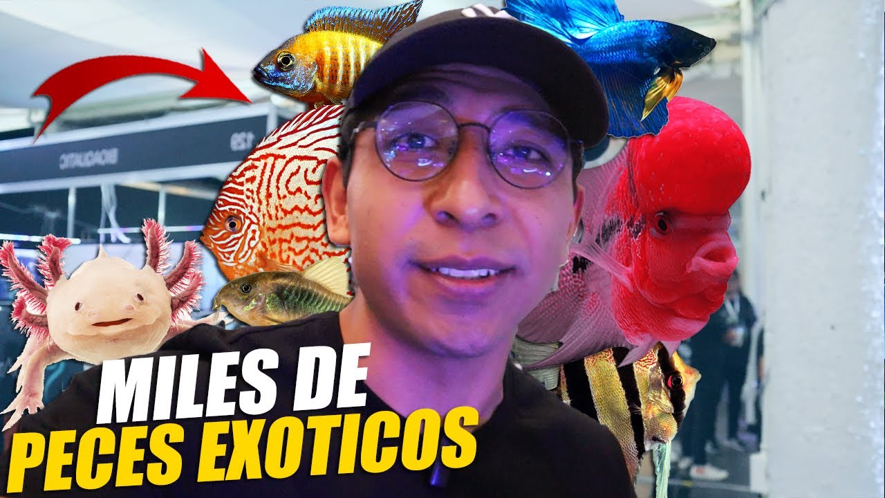 AquaFest 2024 | El Evento De Peces Más Grande De México