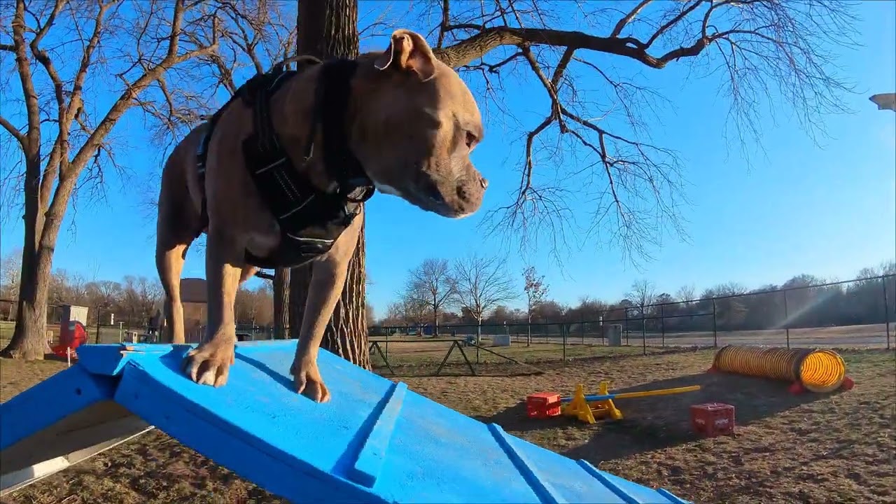 Shadow doing his thing at the doggie park.🐾 