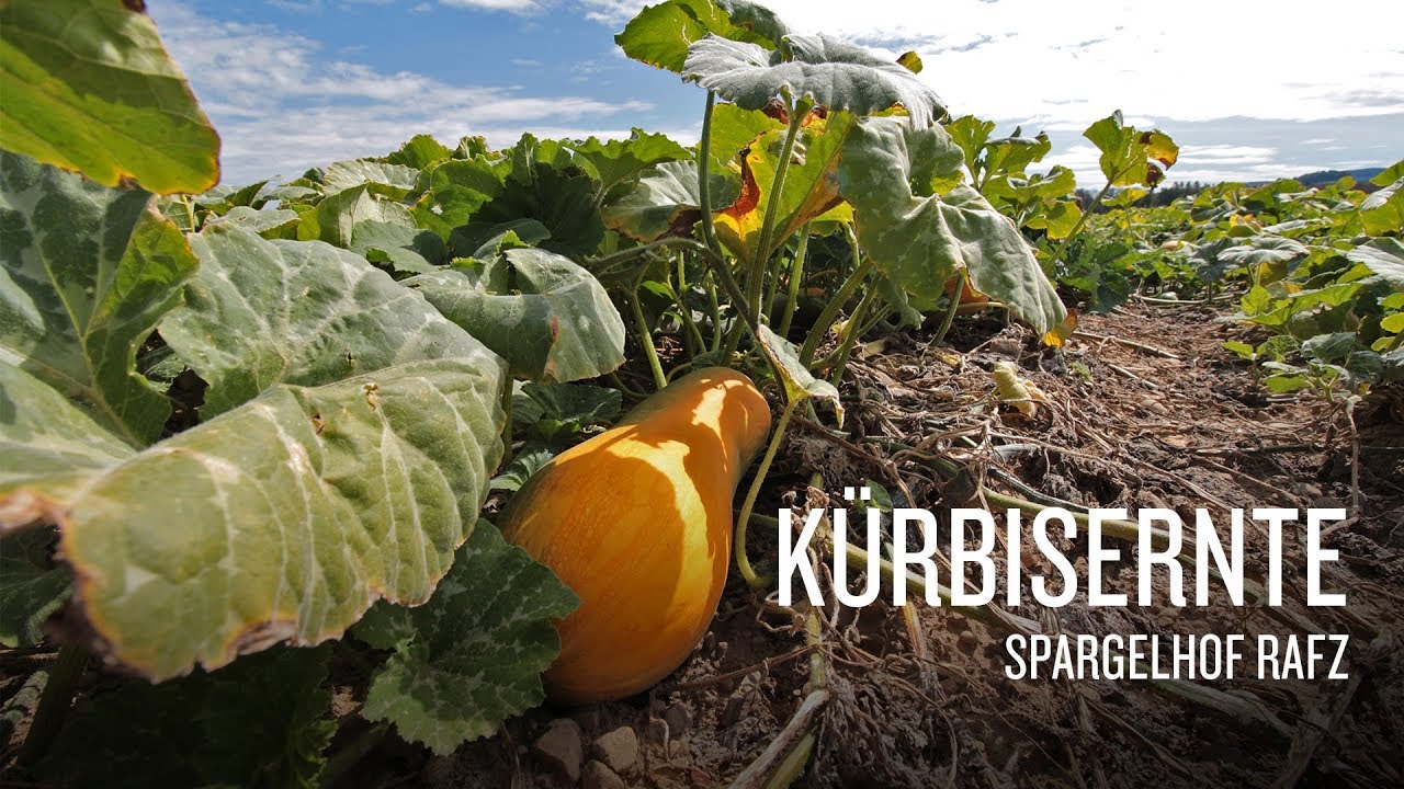 Kürbisproduktion Rafz 2018