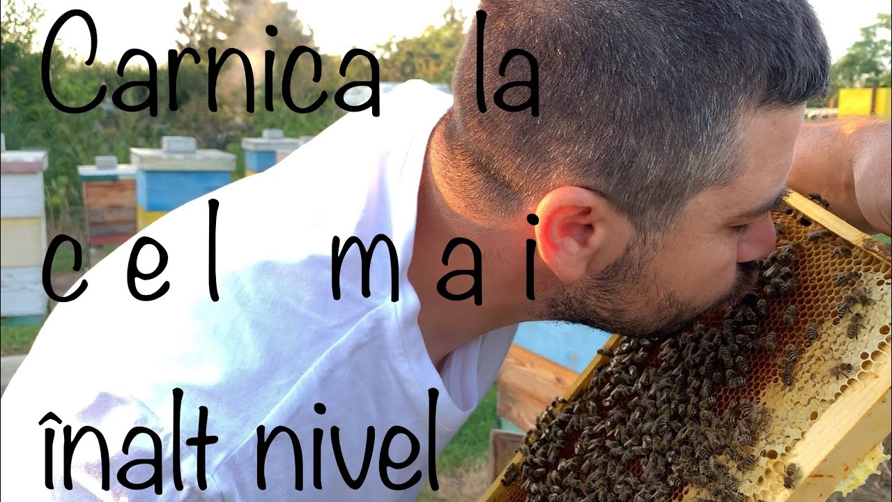 Transvazarea de la o linie de Carnica foarte blanda si un comportament pe rame deosebit.