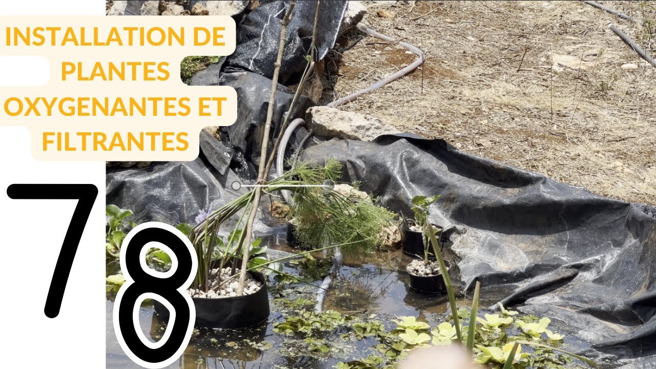 Ajout de plantes filtrantes et oxygenantes dans mon bassin - Vlog 078