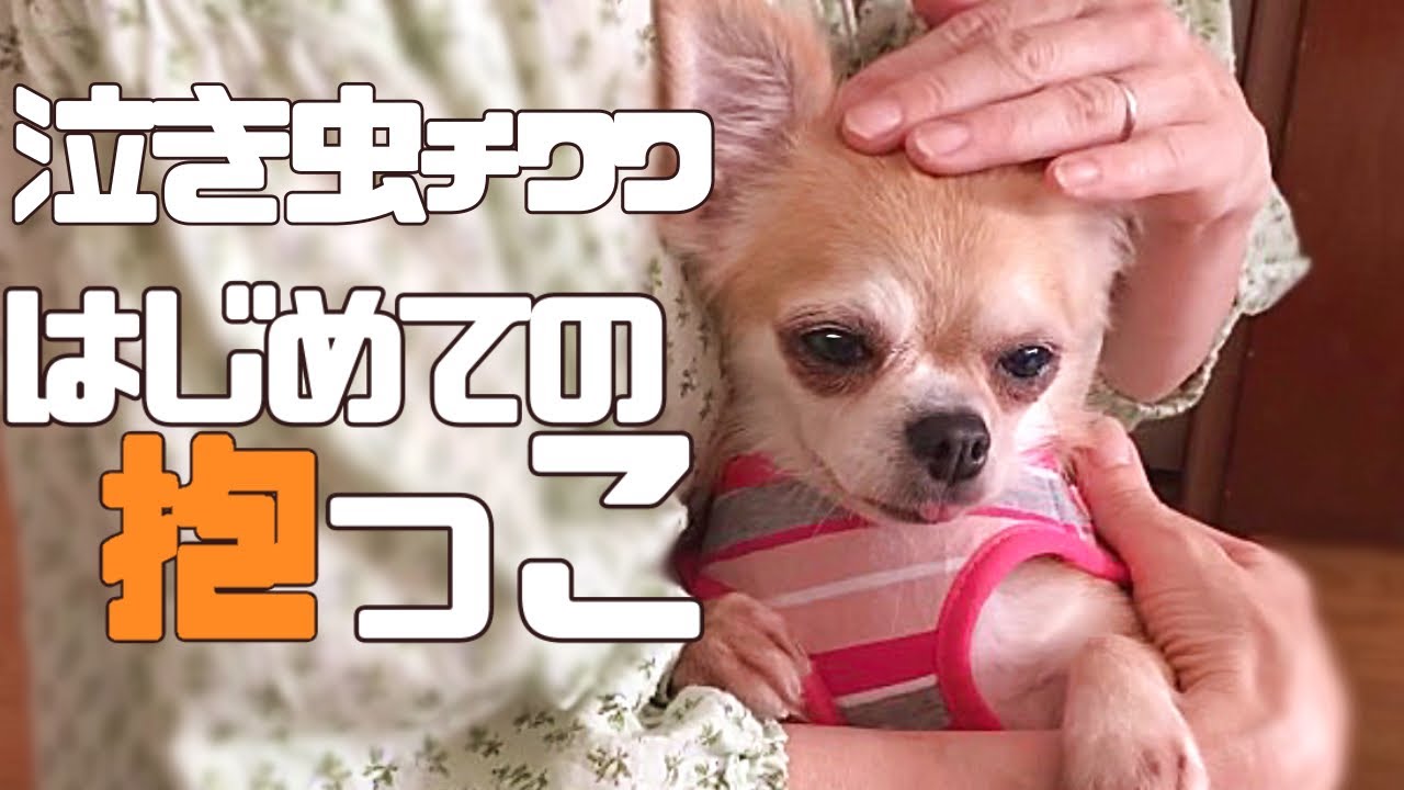 保護犬、やっと会えたね。いよいよ里親さまの待つお家へ向かいます「vol 256」