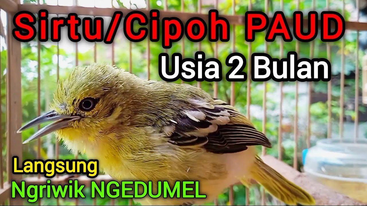 Suara sirtu anakan belajar bunyi usia 2 bilan Sirtu/Cipoh ngeriwik bikin sirpu anakan ikut ngriwik