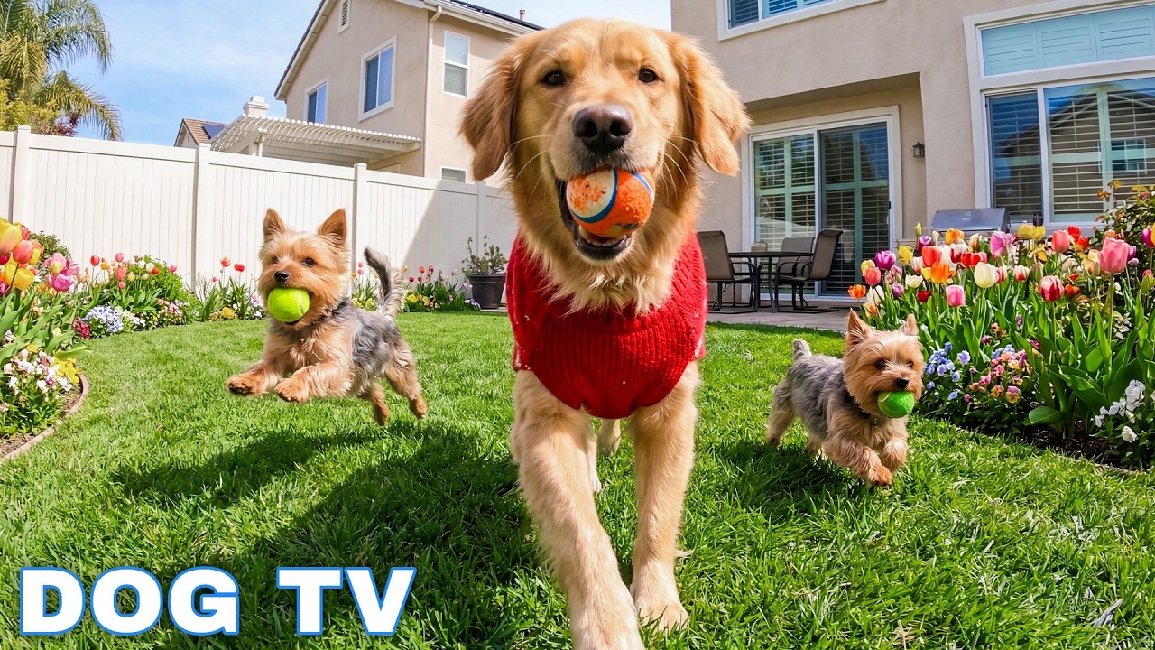 12 Hours of Dog Calm Music 🎧  Calming Music for Dogs 🐾 Piano Music  Ease Separation Anxiety in Dogs