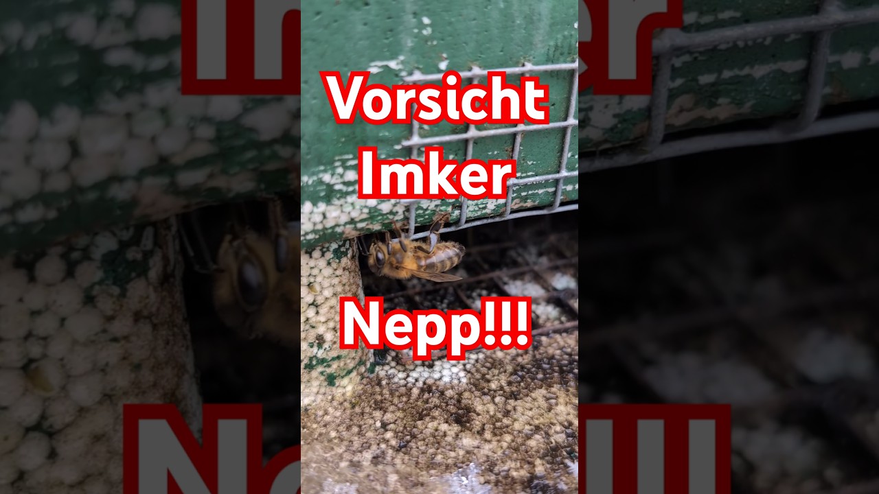 Hilfe! Imker-Nepp bei Youtube? 🤣 &Uuml;ber Nepper, Hochstapler und M&uuml;nchhausen #bienen #imkern #natur