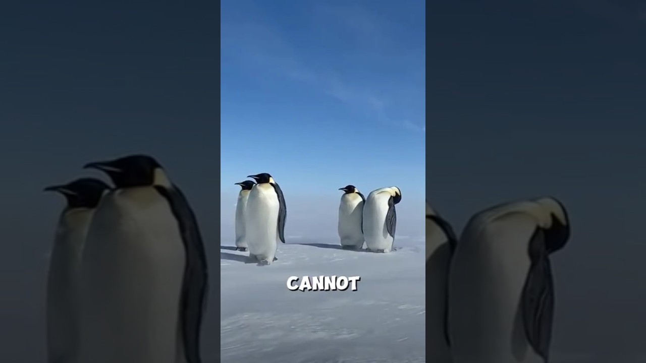 How Penguins survive in Antarctica 🐧 