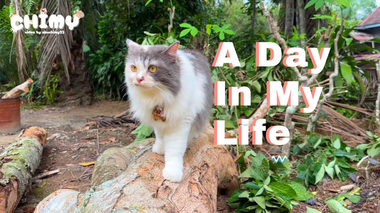 A Day In My Life | Chimy Dollaria Kayaraya Eps 01