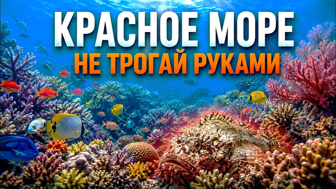 Почему в Красном море нельзя ничего трогать? (Скрытая угроза)