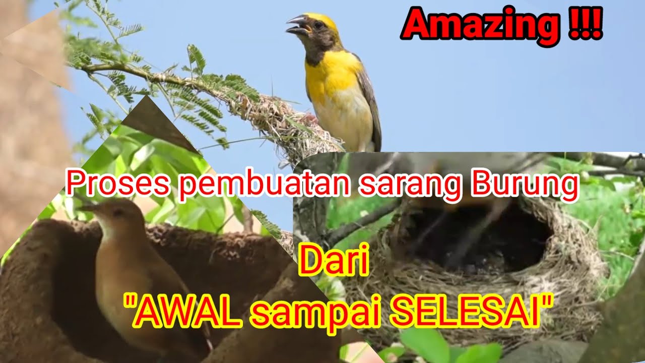 Cara Burung membuat sarangnya