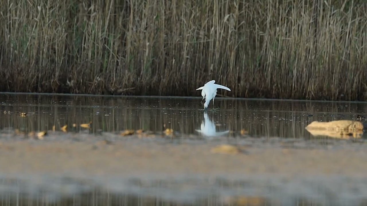 Silkesh&auml;ger, egretta garzetta, Little Egret on Amund&ouml;n, Gothenburg