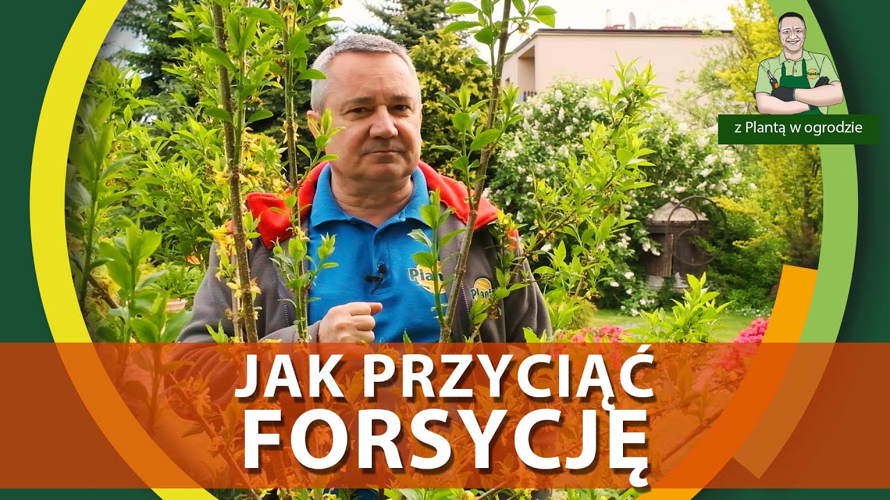 Jak przyciąć forsycję - Z PLANTĄ W OGRODZIE