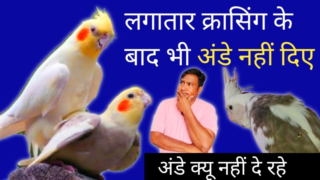 Cocktail parrot female not laying eggs  after crossing / कॉकटेल पैरेटअंडे क्यू नहीं देते है?