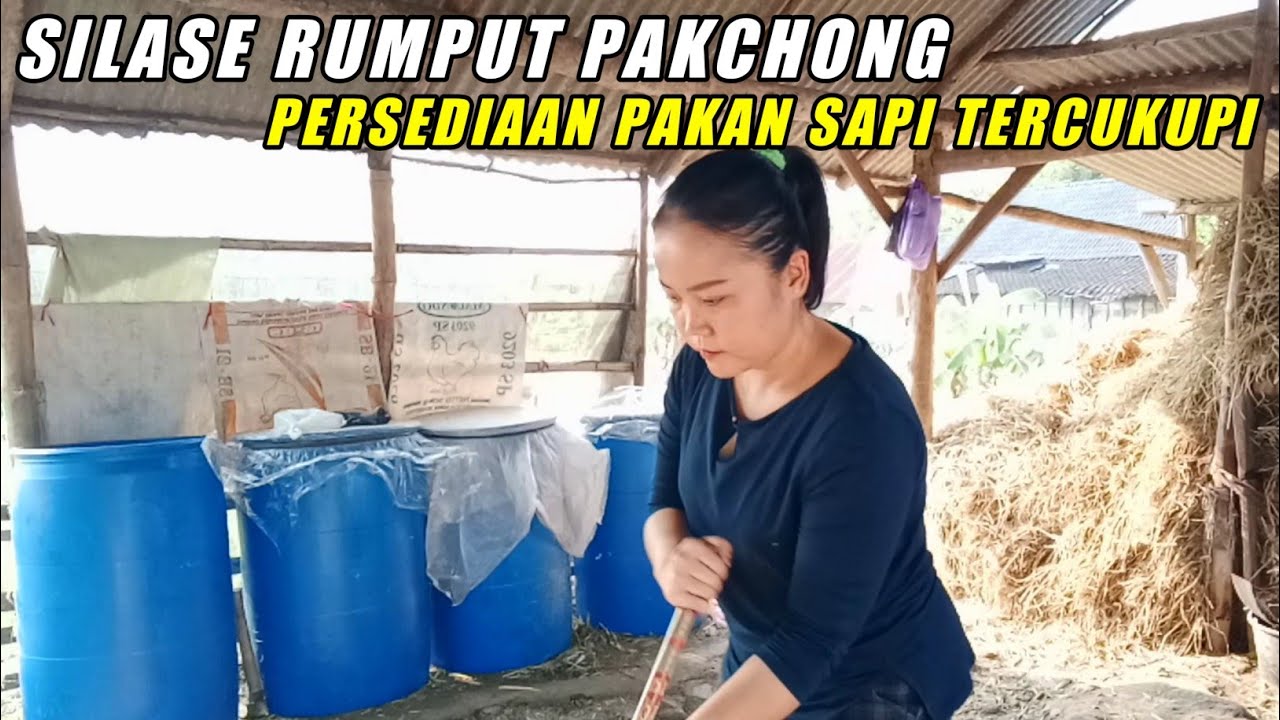 Cara Mudah Silase Rumput Pakchong Untuk Pakan Sapi