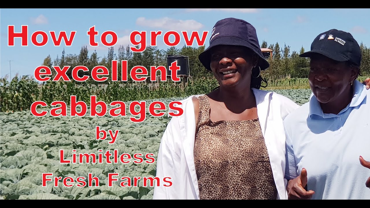 How to grow excellent first grade CABBAGES at LIMITLESS FRESH FARM