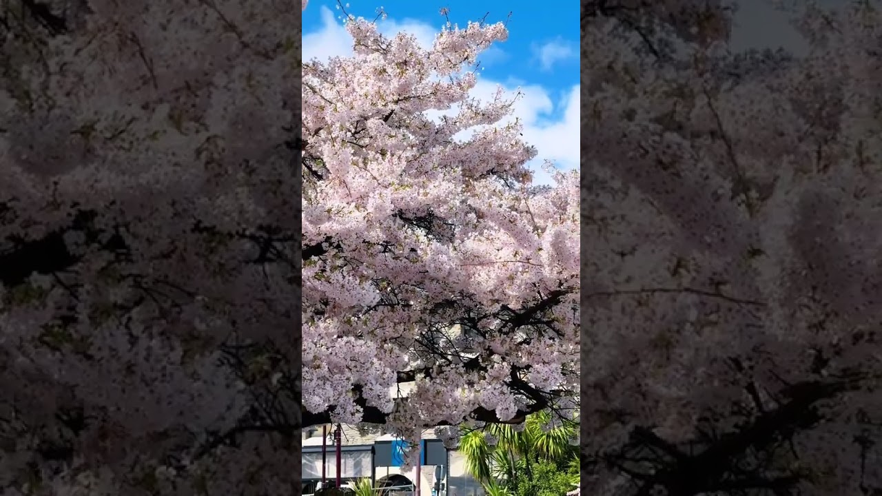 The sea of pink flowers beneath the snow-capped mountains in Queenstown 