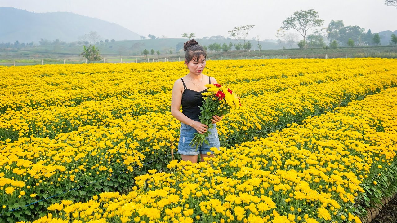 Buying Flowers to Sell at the Village Market & Feeding Fish with Corn Stalks. Lý Hồng Quản