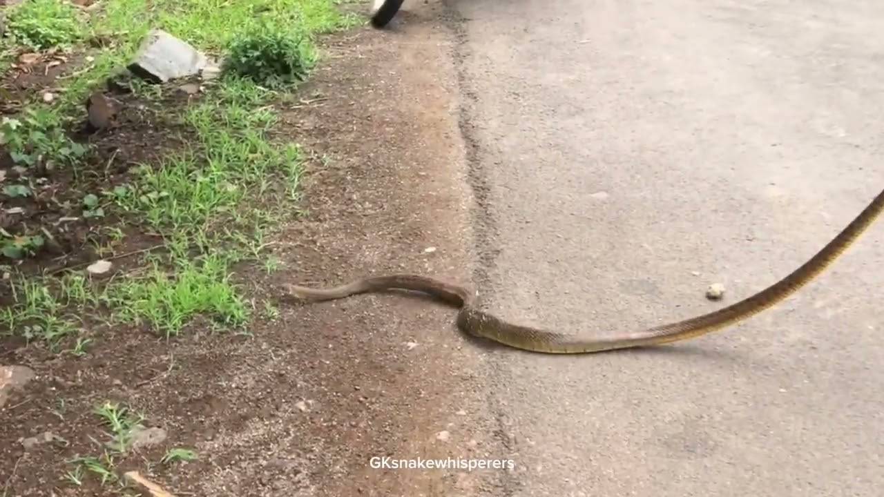 Big size rat snake #animalrescue#snakewildliferescue#rescueefforts#snake#wildlife#venomouscreatures