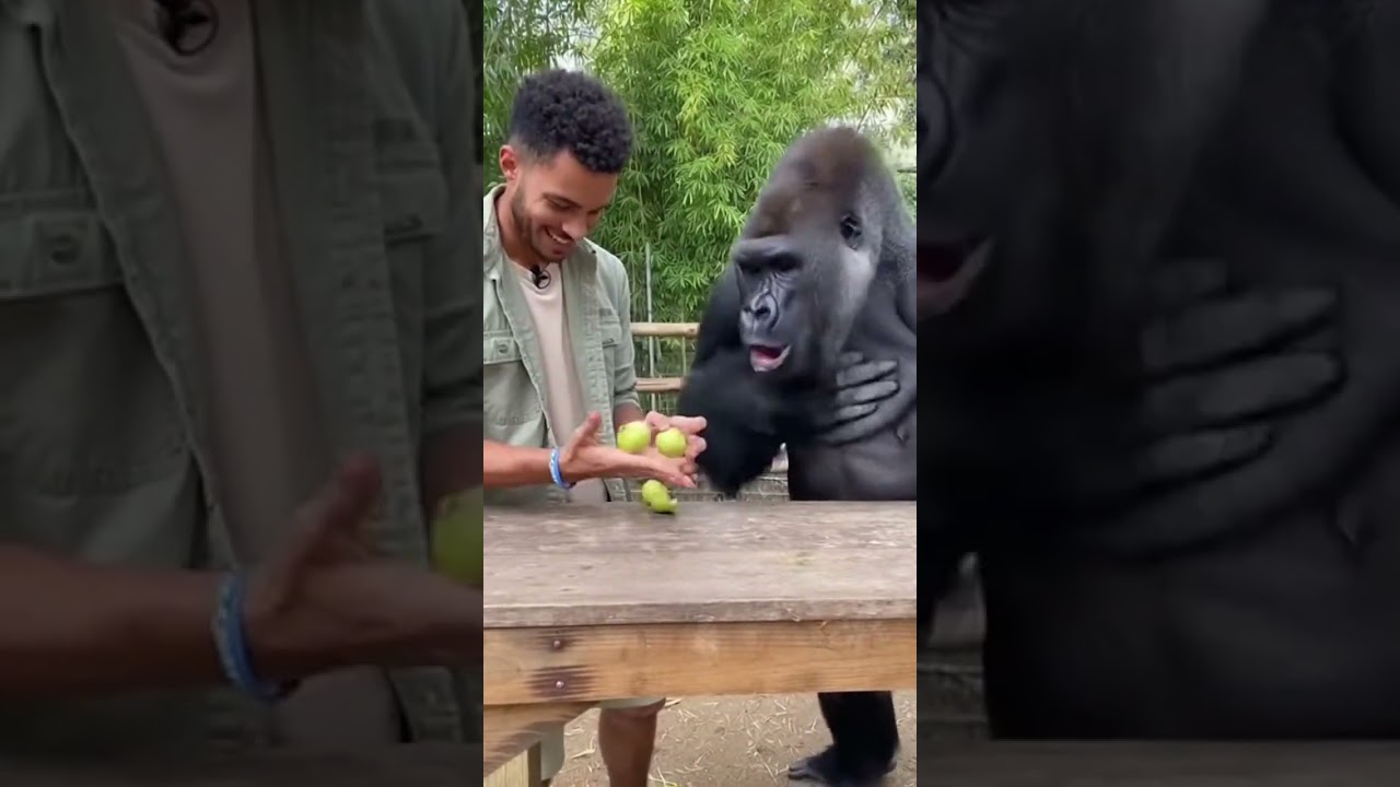 nGorilla Elated by The Fruit Magic Trick