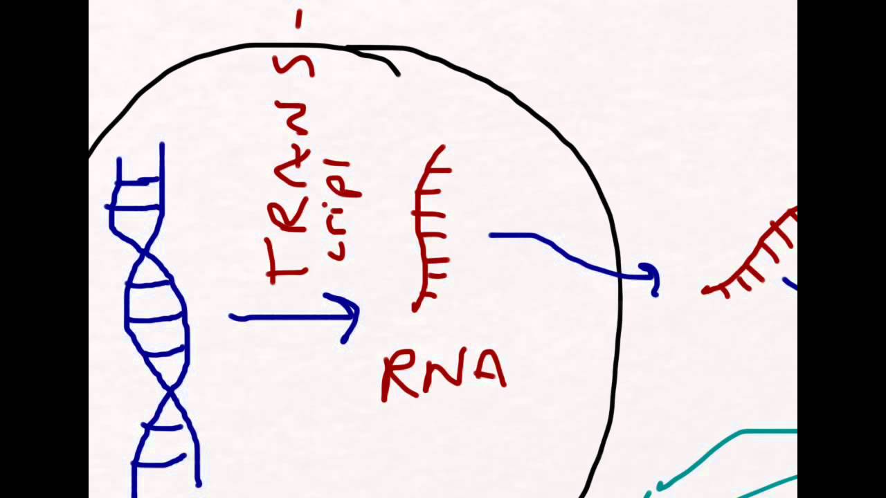 DNA Transcription