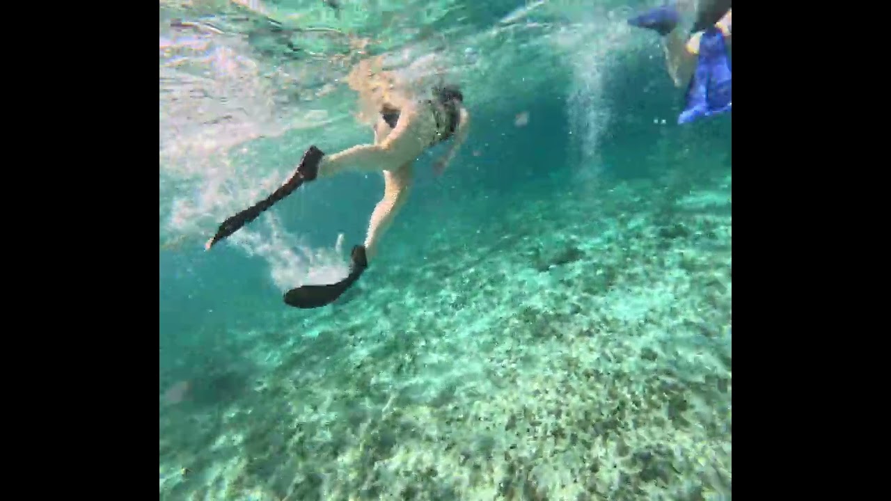 Saw a shark while snorkeling!