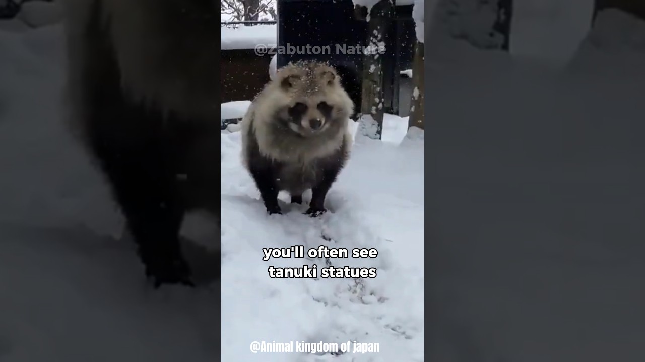 Discovering the Magic of Tanuki &bull; Japan's Enigmatic Raccoon Dogs  #shortvideo #shorts