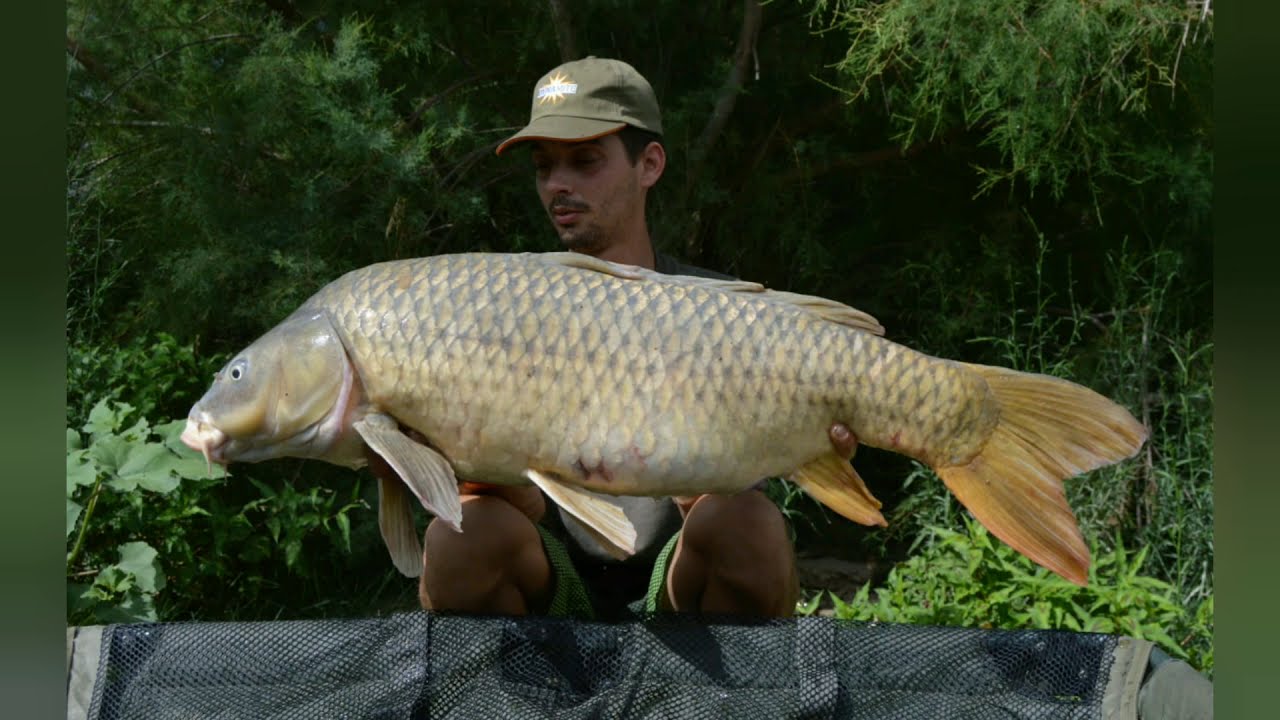 CARPFISHING RIO EBRO Zaragoza (España) Trailer