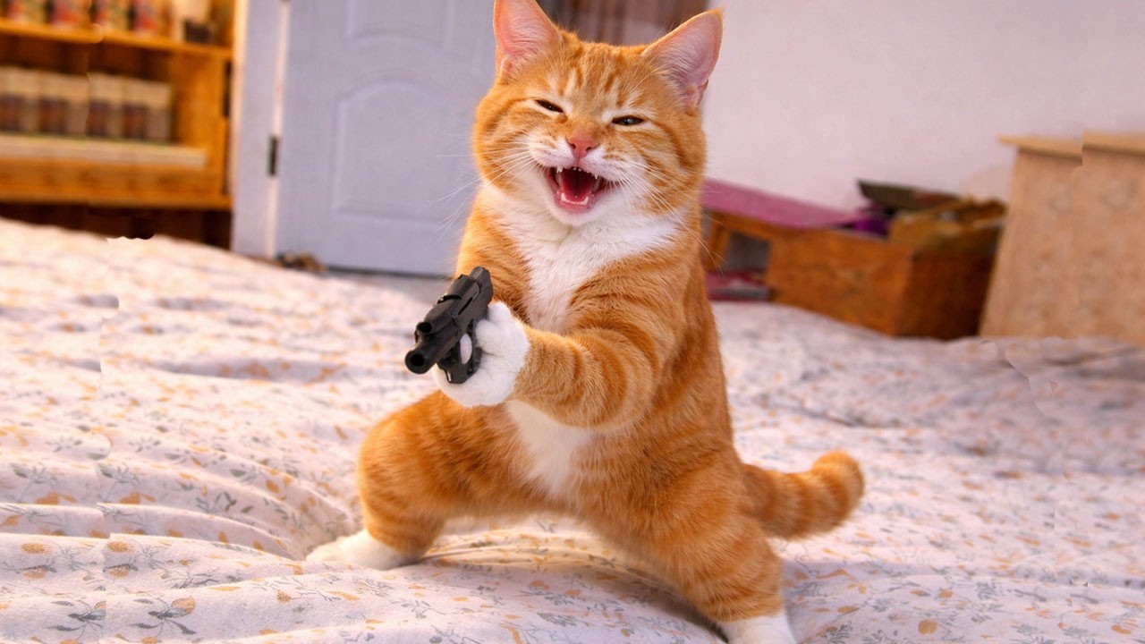 Silliest CATS on Earth 😂 Funny Cats Videos 2026