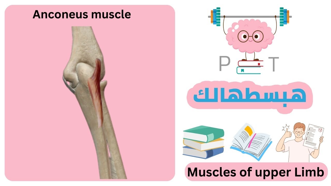 Anconeus #upper_limb_هبسطهالك