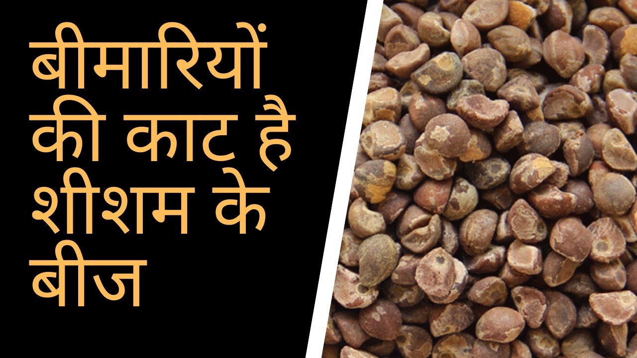 शीशम बीज के फायदे | sheesham seed ke fayde in hindi | the jalebi