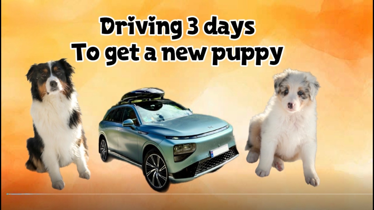 1500 km drive on frozen Norwegian winter roads, to pick up a new Aussie puppy #aussieadventure