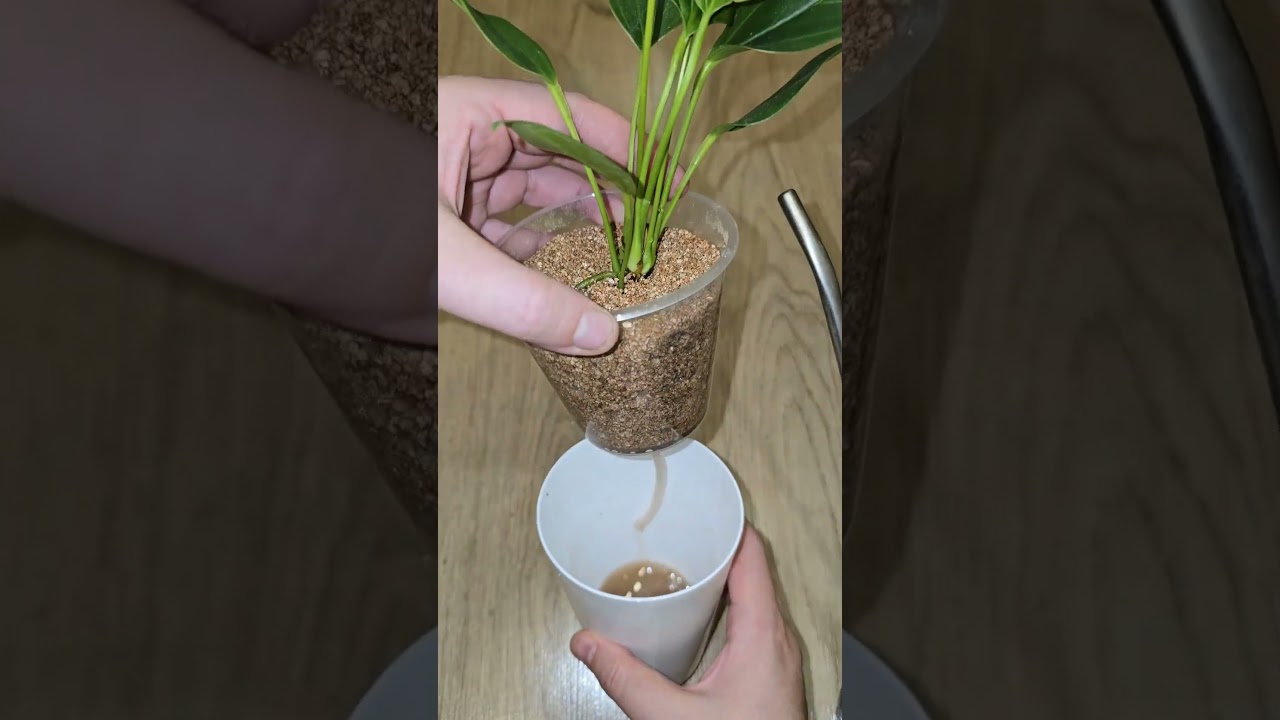 Теперь АНТУРИУМ выращиваю только так, растет как на дрожжах #plants