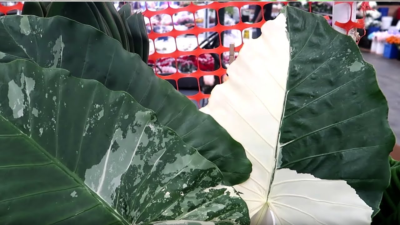 LA Flower District (Houseplant) Tour | Cheap Starter Plants!