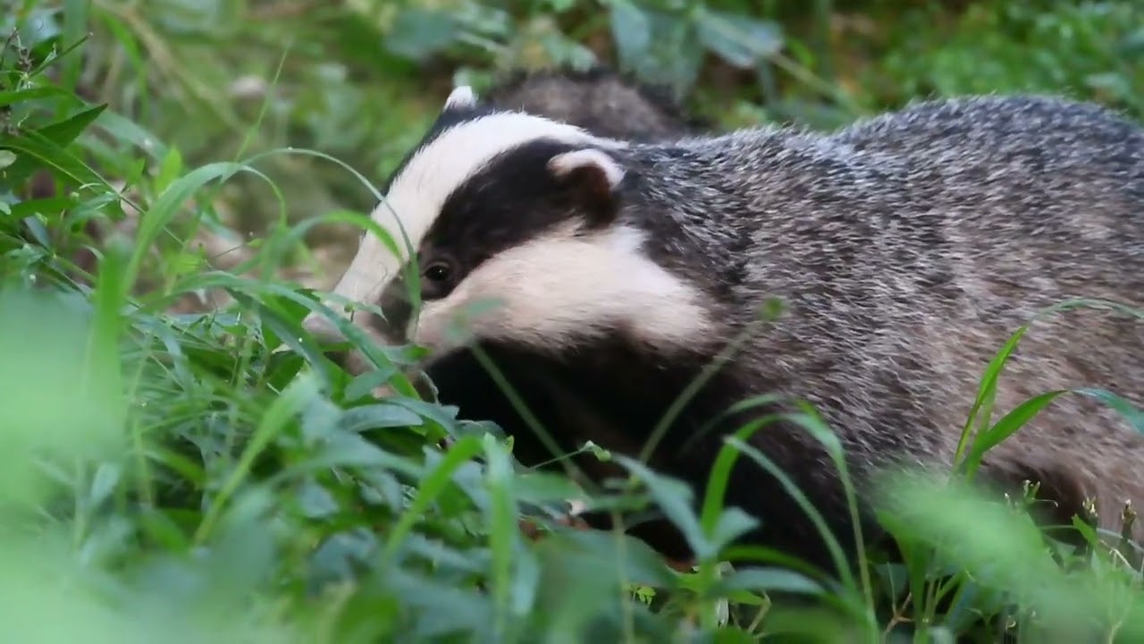 Badgers