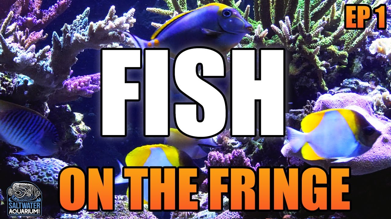 REEF SAFE - Livestock Rethinking Fish on the Fringe - How Do You Know?