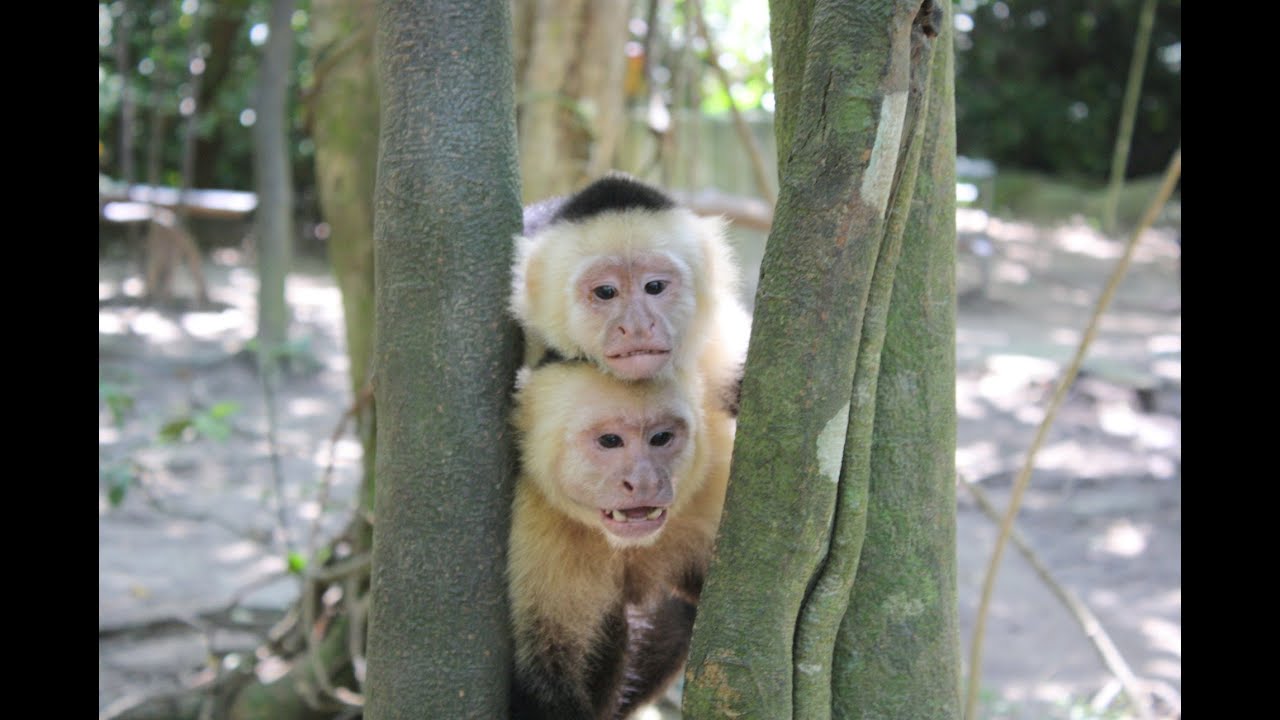 Monkeys Honduras Gumbalimba National Park NCL