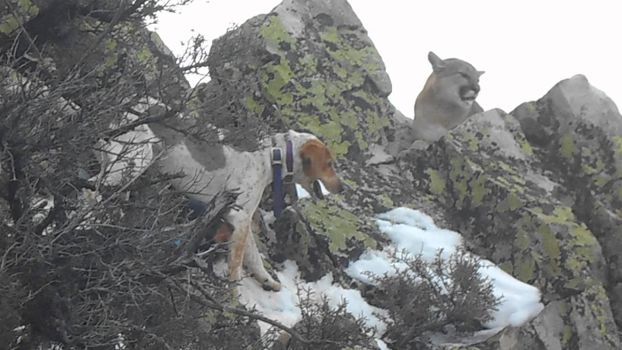 Mountain Lion Hound Hunting Bay Up In Challis Idaho