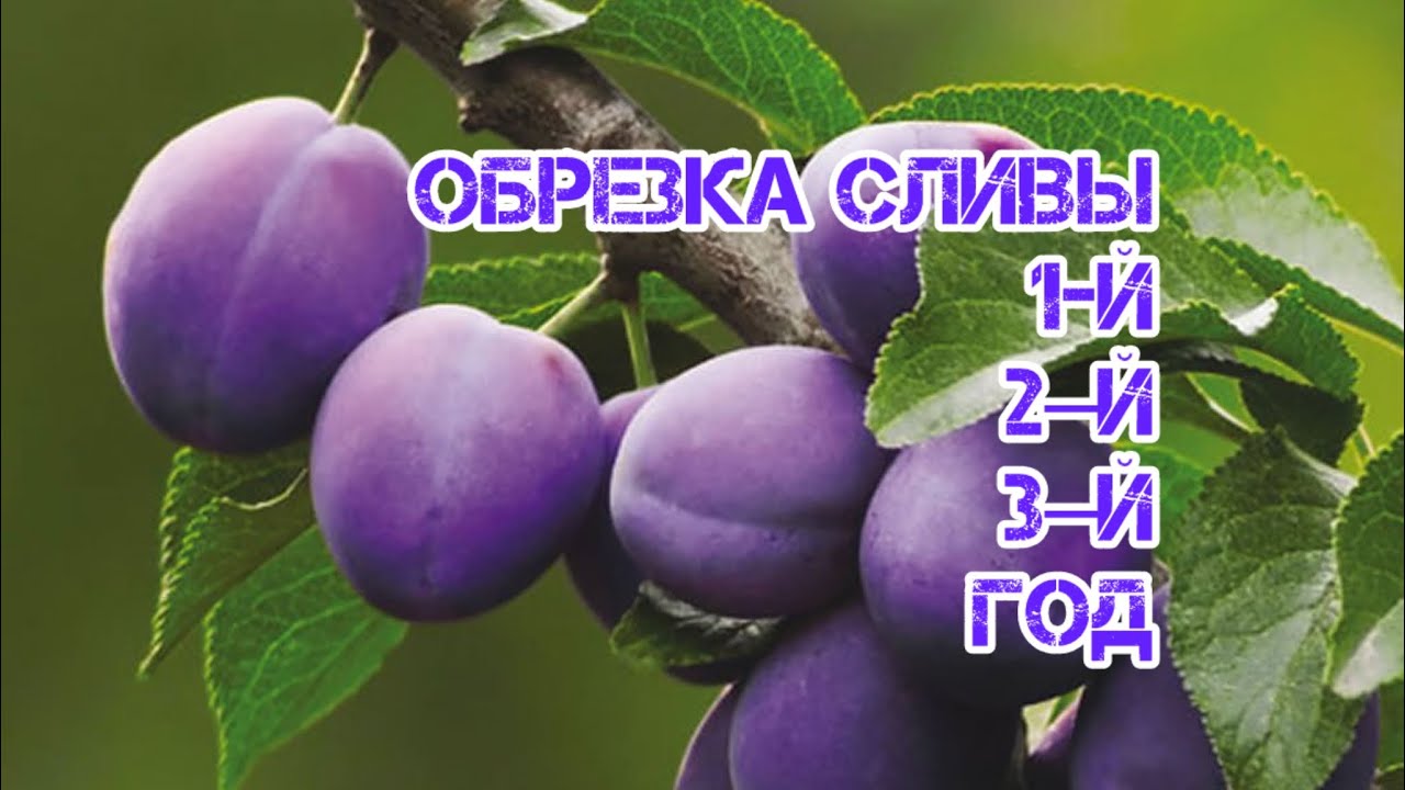 Обрезка сливы