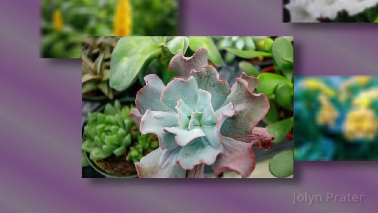 Cookeville Camera Club | Johnson Nursery Field Trip | 2025