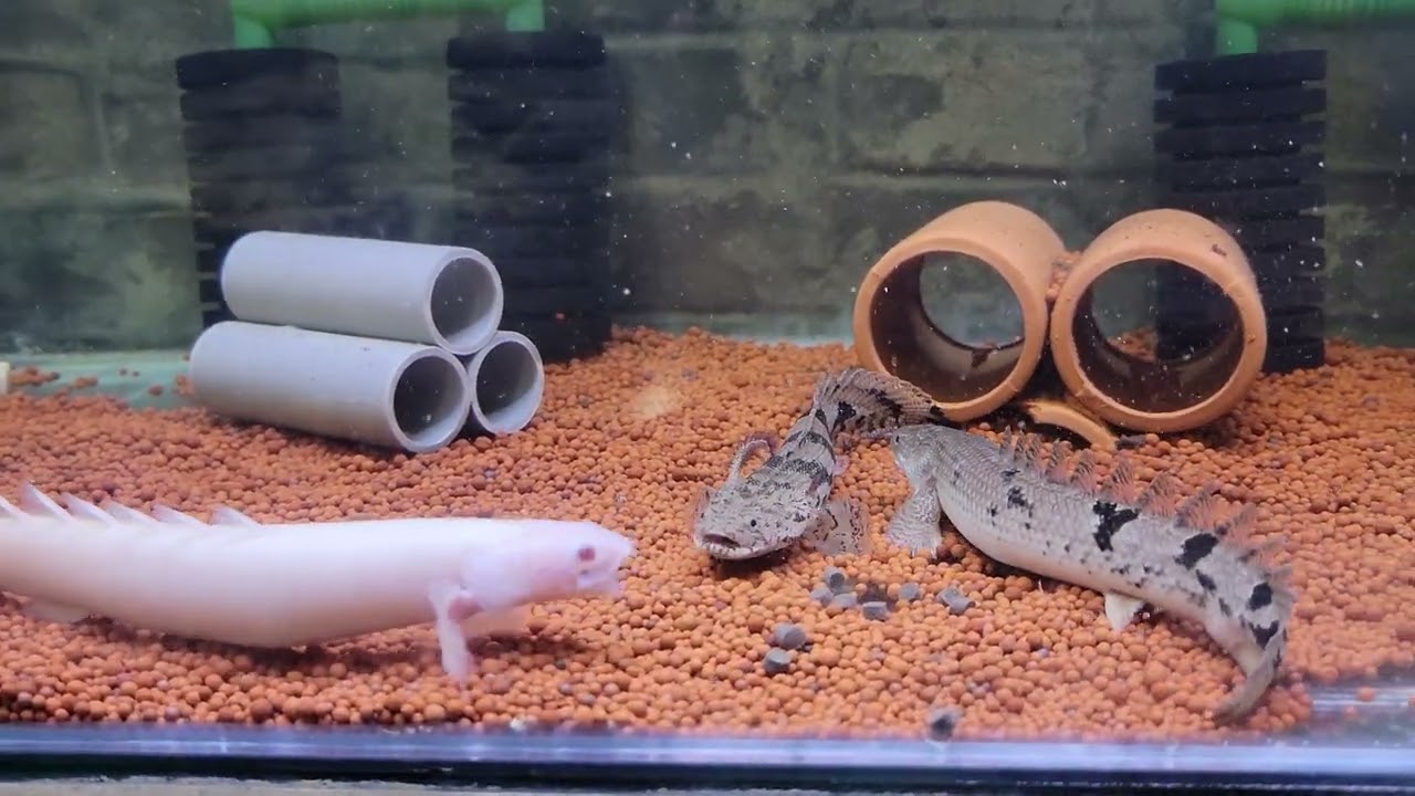 放飯時間《恐龍魚》《多鰭魚》《大型魚》《古代魚》
