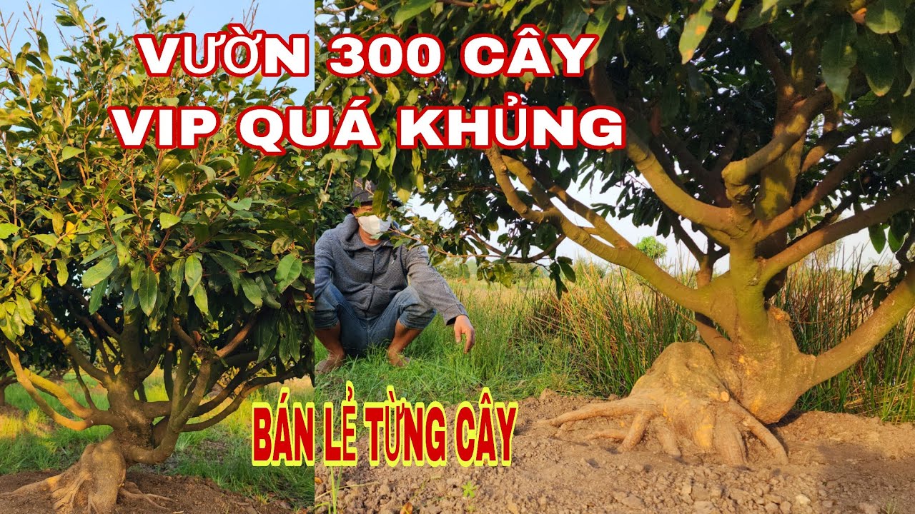 Vườn 300cây vip quá khủng bán lẽ từng cây 0907813169