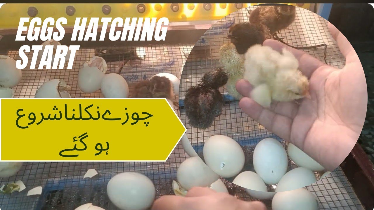 First time eggs hatched || Hens egg hatching process || Fully Automatic incubator result