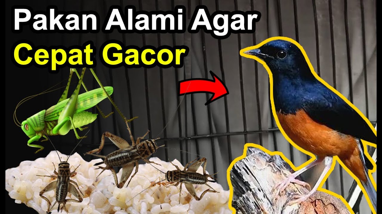 7 Pakan Alami MURAI BATU Agar CEPAT GACOR