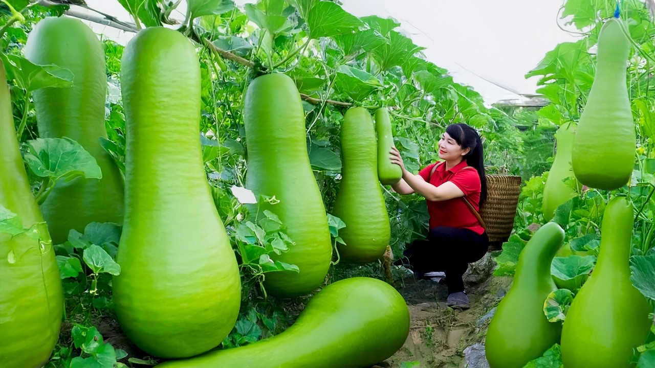 Harvest Bottle Gourd, goes to the market to sell - Harvesting and Cooking |Tieu Vy Real Life