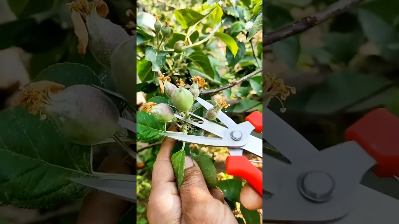 Thinning scissors: Quality tools and machinery enhance work efficiency