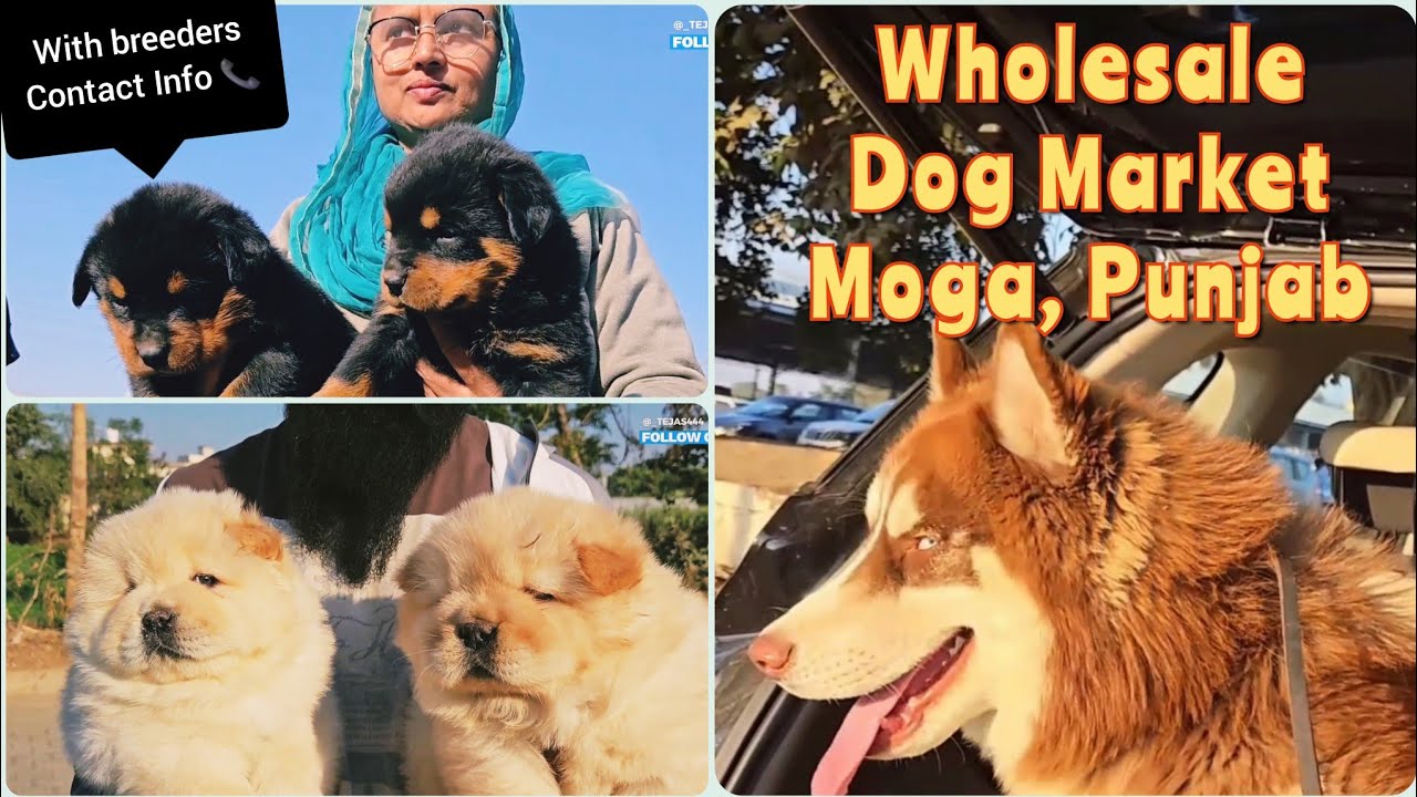 Punjab Dog Market | Moga, Punjab | Part-1 | With breeder's contact details