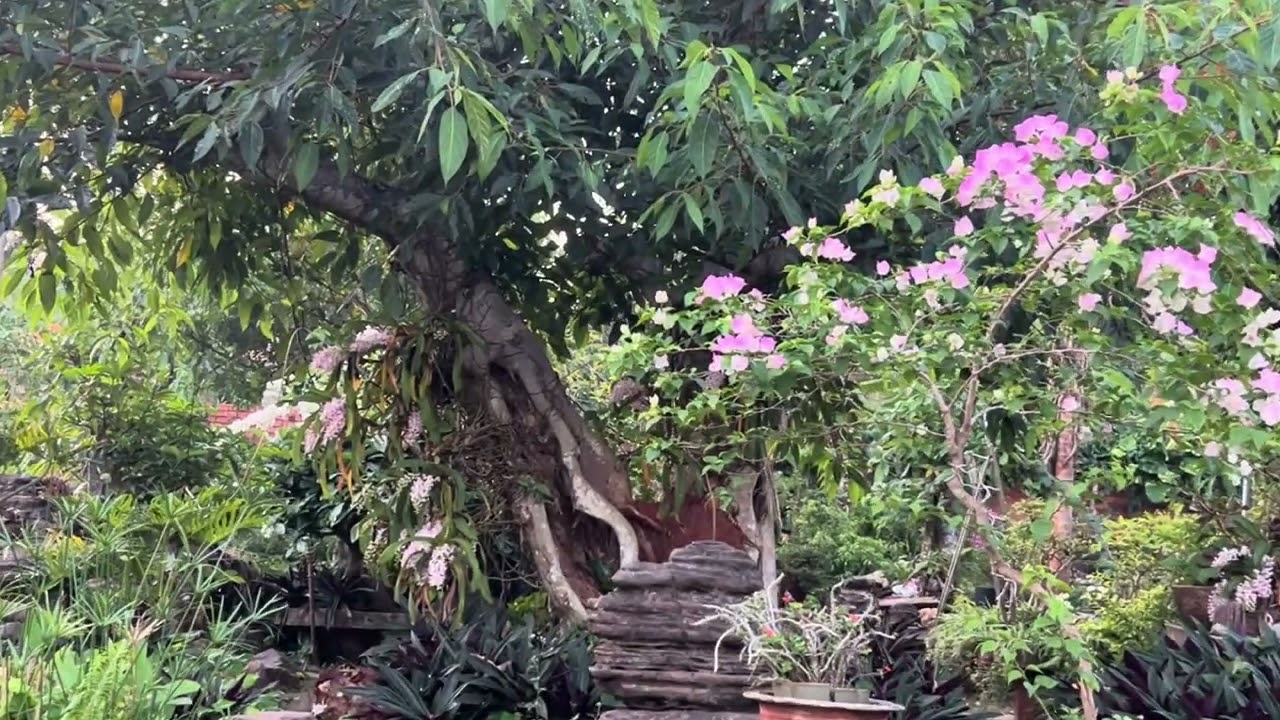 Vườn nhà buổi sớm.