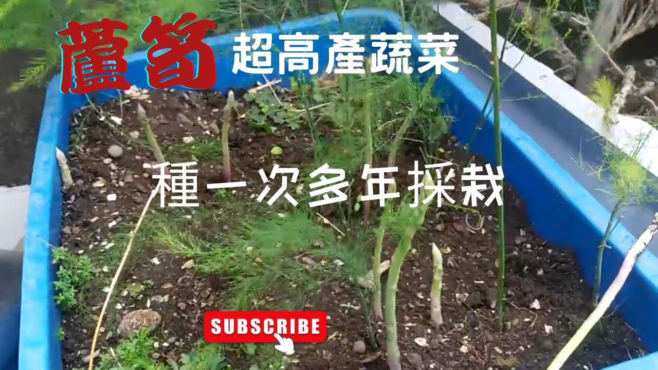 【蘆筍種植3】母莖部份汰換(、修剪老枝)補肥補土 ，讓新長出的嫩筍更粗壯