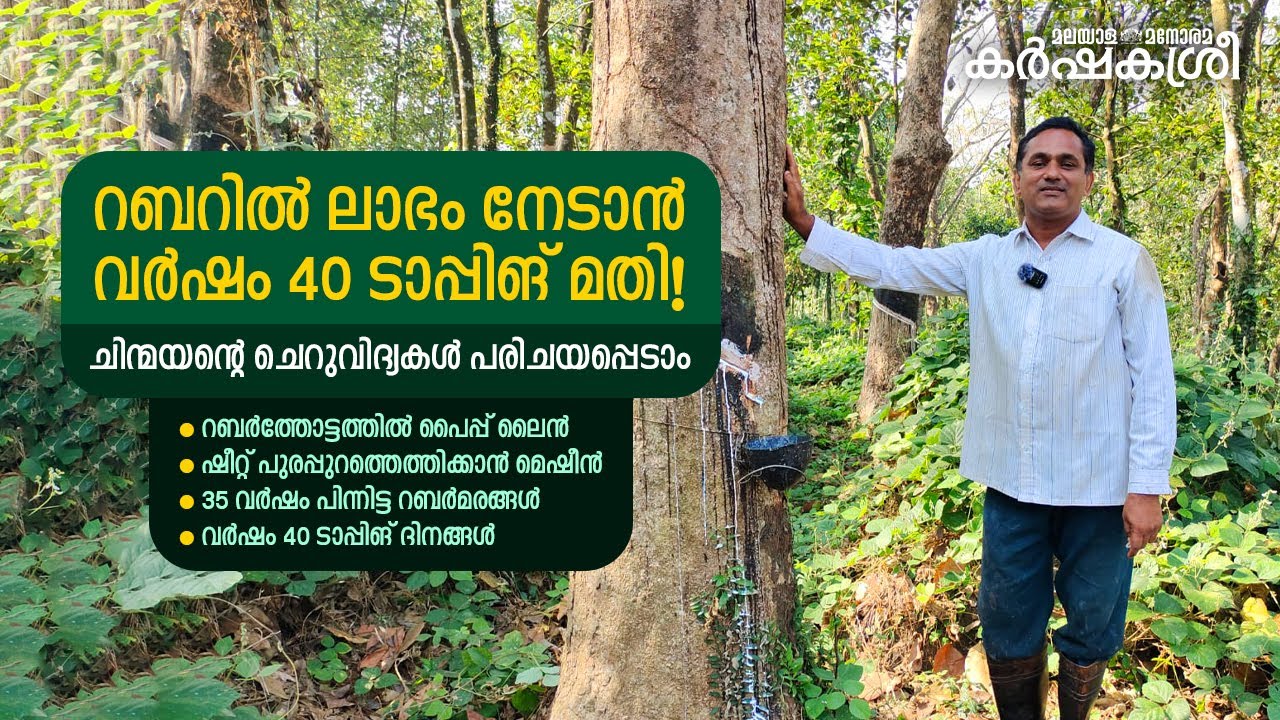 റബറിൽ ലാഭം നേടാൻ വർഷം 40 ടാപ്പിങ് മതി! ചിന്മയന്റെ ചെറുവിദ്യകൾ കാണാം