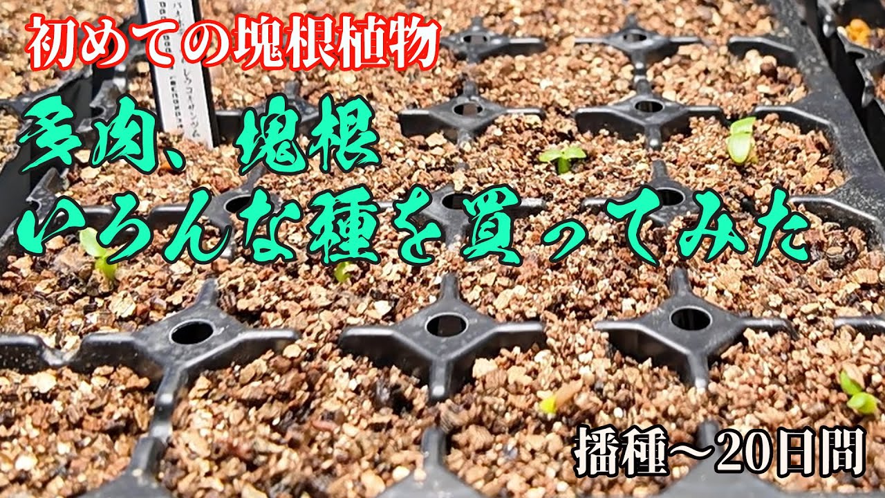 【塊根植物】多肉、塊根 いろんな種を買ってみた 播種～20日間 #002