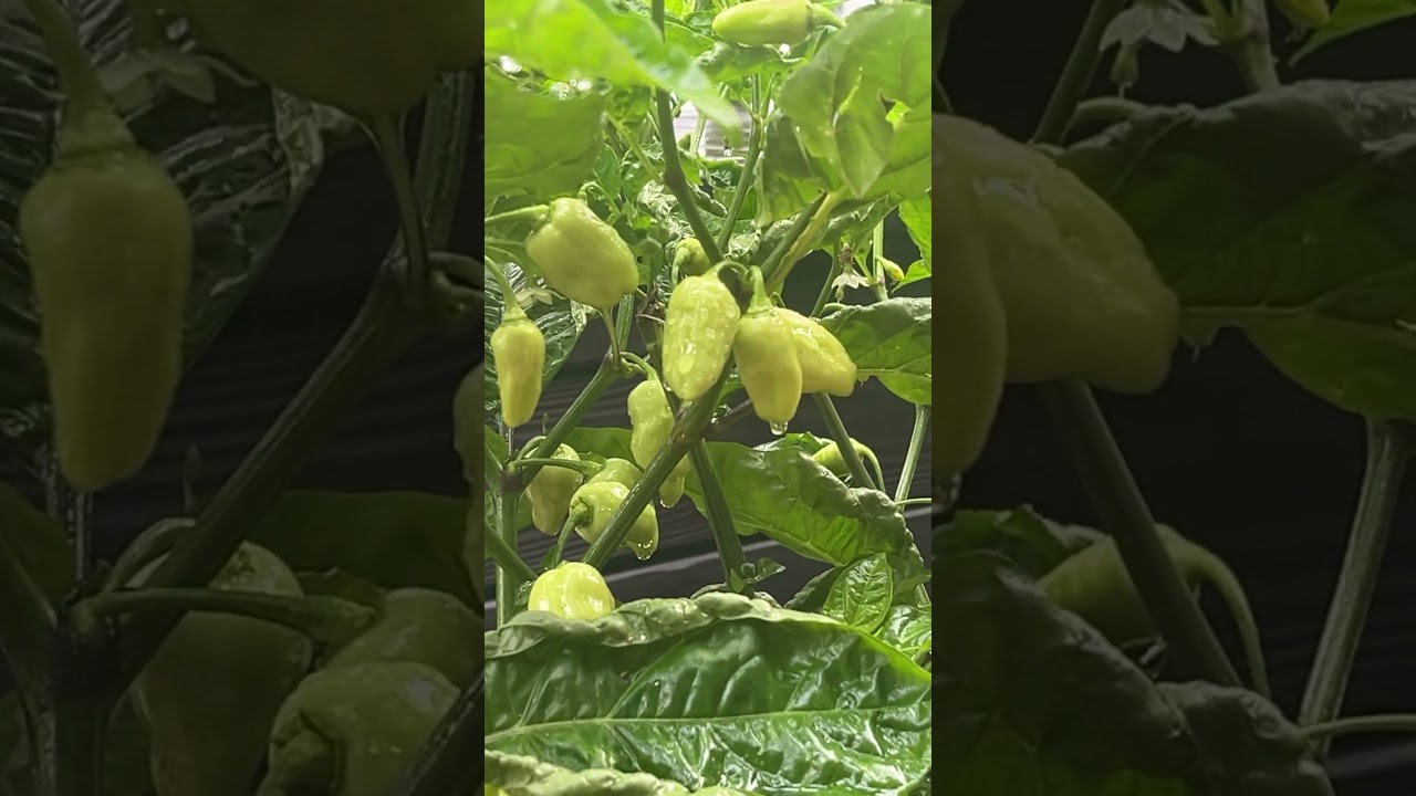 Datil Peppers 🇮🇳 🌶️ MD Pepper Grow 